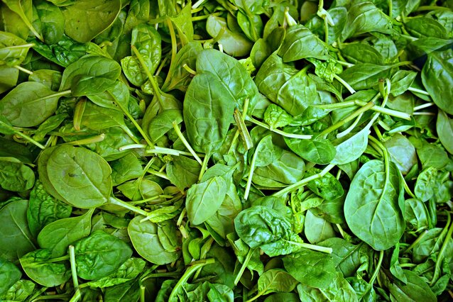 Spinach (Spinacia oleracea), an unusual model organism Green leaves from spinach