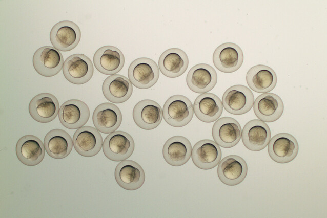 About 30 embryos of the zebrafish on a pale background. The first cell division is visible.