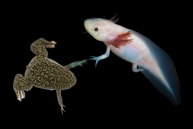 The African clawed frog is on the left, with extended limbs, its forelimb's fingers almost touching those of the axolotl on the right.