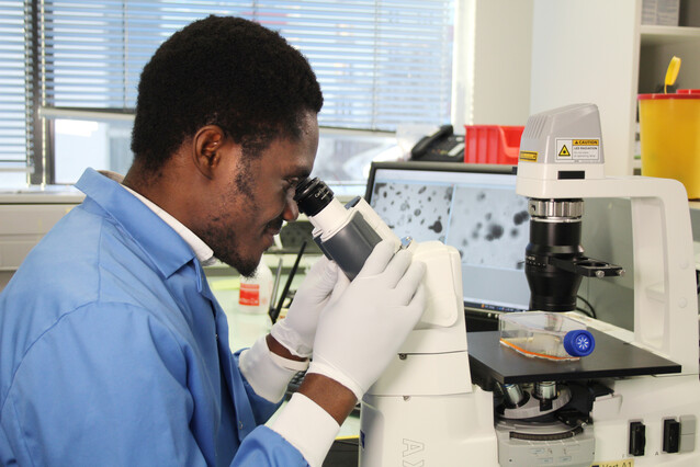 A young researcher of subsaharan African descent with a blue labcoat and gloves looks through a microscope.