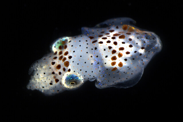 A transluscent white squid with rust-coloured spots and big greenish eyes.