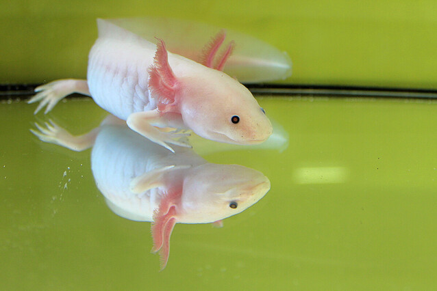 The axolotl, here a pinkish pale variant with bright pink gills.