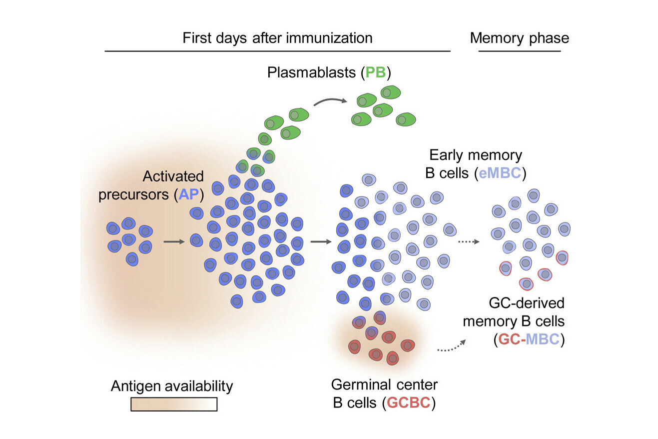 Antigen Availability Drives Differentiation Of B Cells After ...