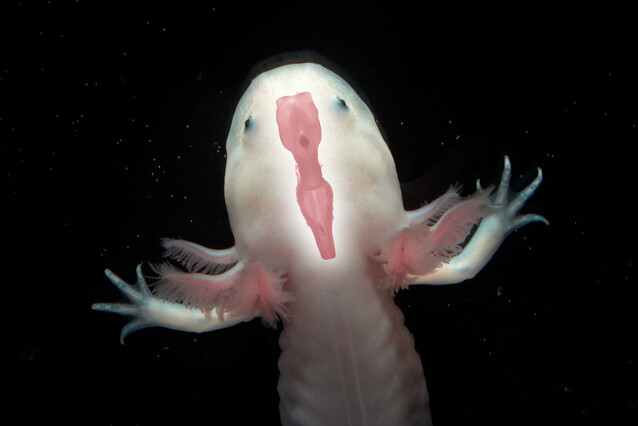 The front half of a pink axolotl hovers over a black background. An axolotl brain is collaged onto the axolotl's head.