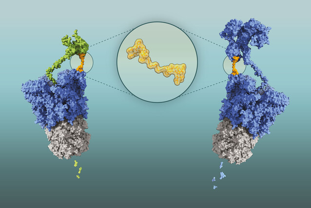 Two globular molecules are linked to an small, orange molecule that binds a target.