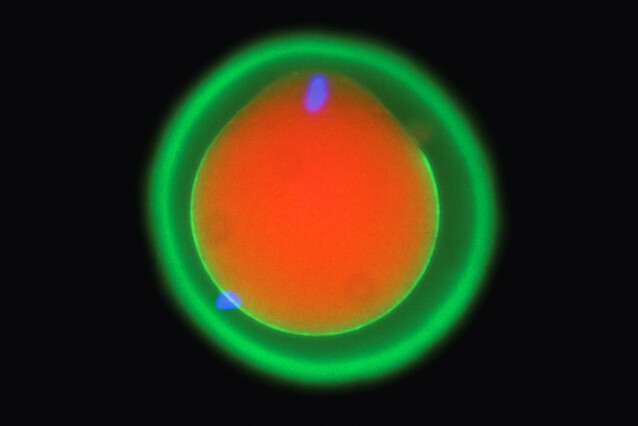 Fig.1: Fluorescence microscopy image of the fertilisation of a mouse egg marked in red and green. DNA is marked in blue, showing in the egg at the top and in a sperm cell at the bottom left. The egg’s receptor protein ‘Juno’ is marked in green, and the egg cytoplasm in red. Credit/Yonggang Lu, Osaka University